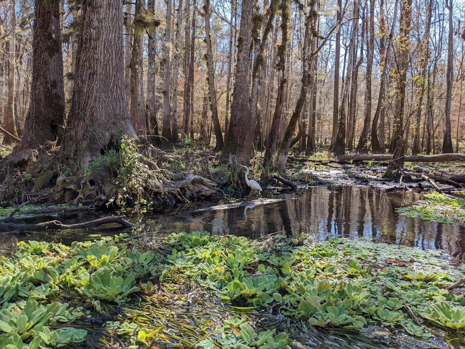 Featured image of post Ichetucknee Springs