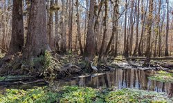 Featured image of post Ichetucknee Springs