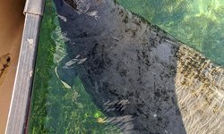 Featured image of post Paddling some Floridian Flatwater Near Ocala