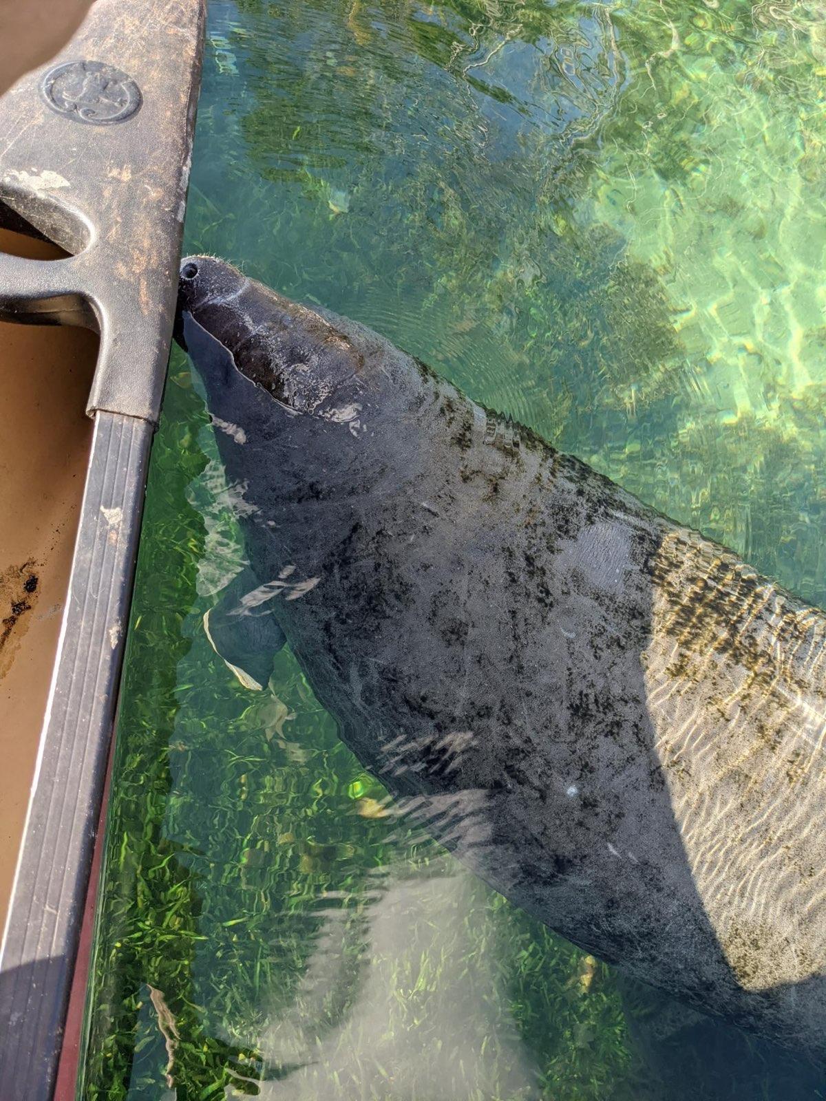 Featured image of post Paddling some Floridian Flatwater Near Ocala
