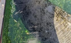 Featured image of post Paddling some Floridian Flatwater Near Ocala