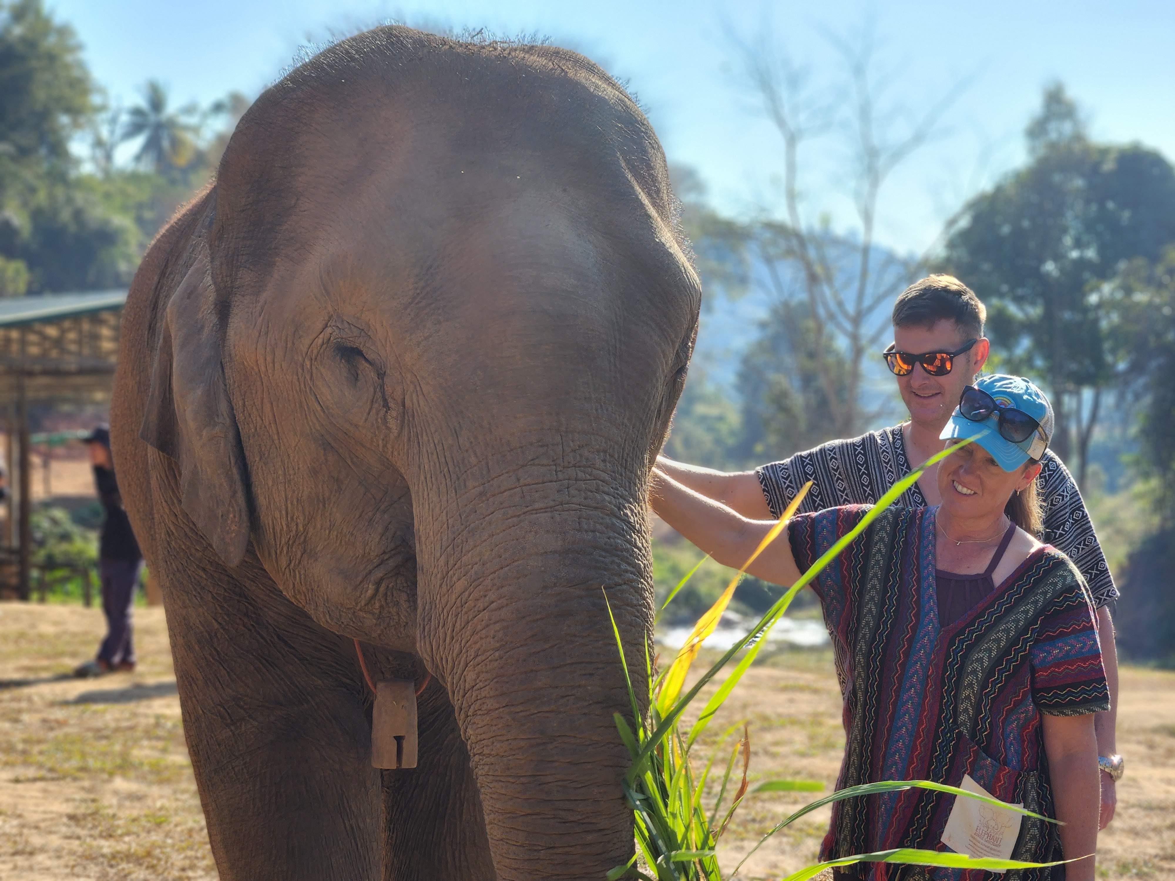 Featured image of post Elephant Jungle Sanctuary