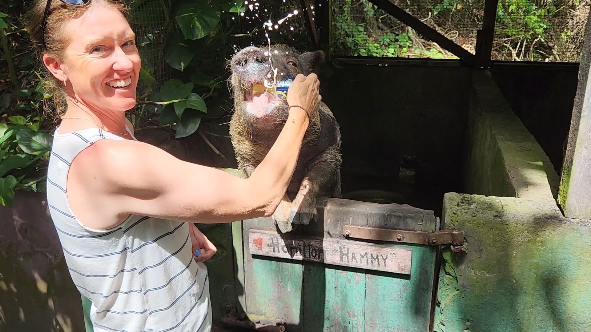 Featured image of post Beer Pigs and Catamarans