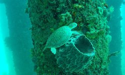 Featured image of post Cruzan Summer Camp Comes to an End