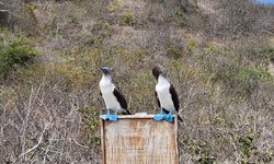 Featured image of post Boobies Galore