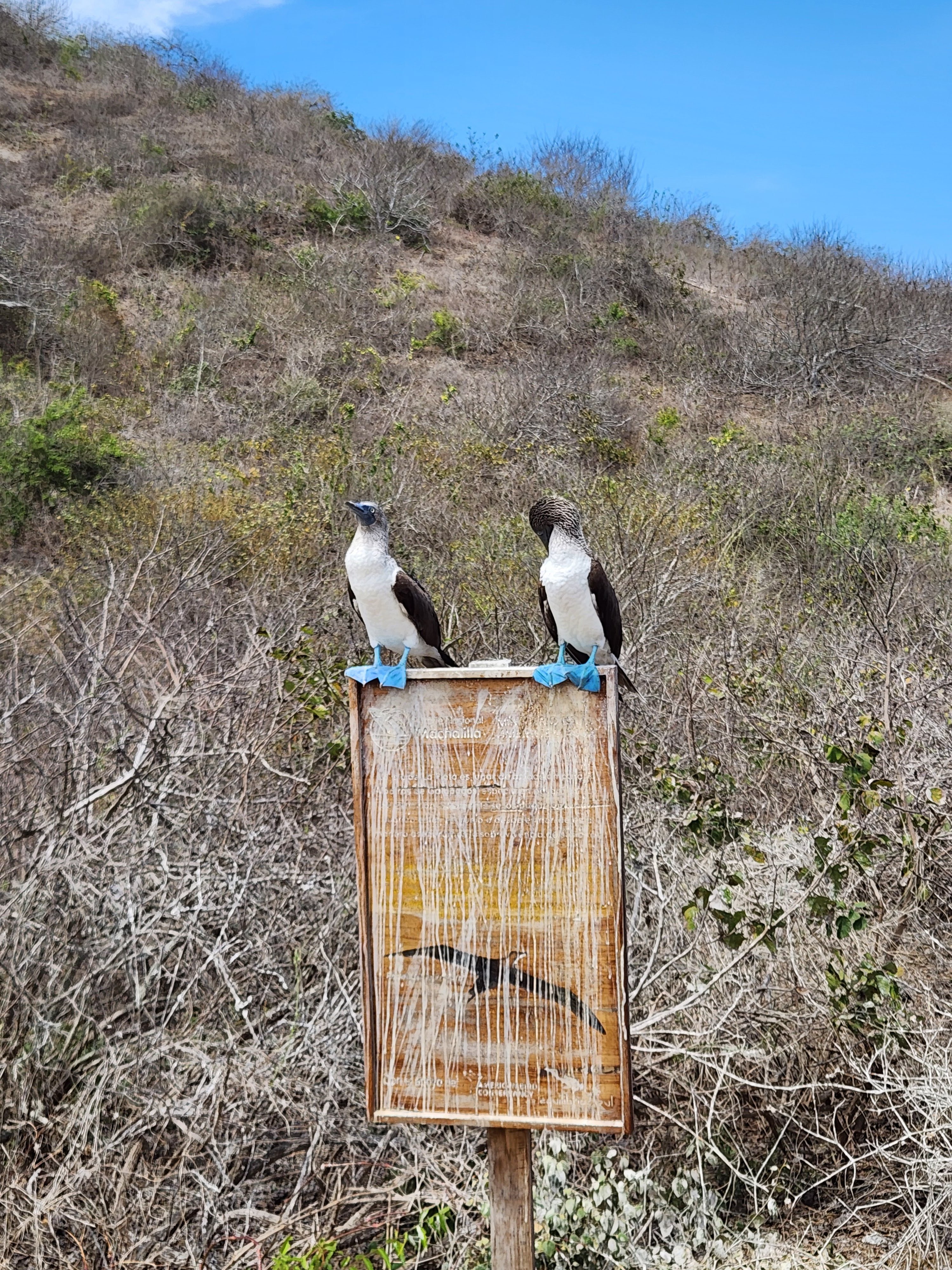 Featured image of post Boobies Galore